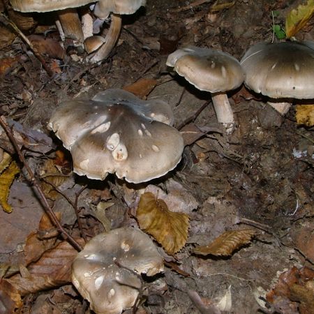 Tricholoma saponaceum